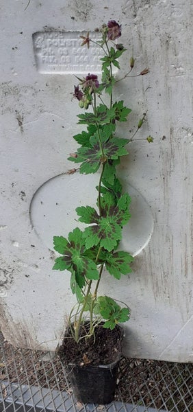 Geranium Samobor Dusky Cranesbill stunning green purple variegated foliage Carousel 3