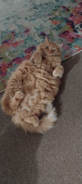 Leo is missing Carousel 4