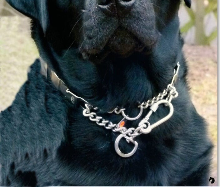 New Dog Chain Sprenger Neck Tech FUN Stainless Steel Stylish check collar Carousel 2