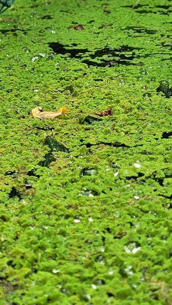 Azolla (Water Fern / Floating Fern / Mosquito Fern) Natural Pond Cover Carousel 2