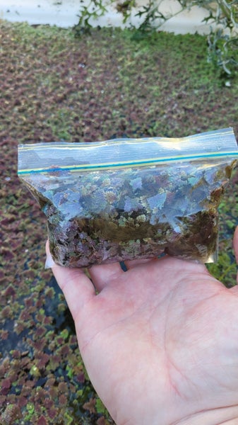 Azolla (Water Fern / Floating Fern / Mosquito Fern) Natural Pond Cover Carousel 6