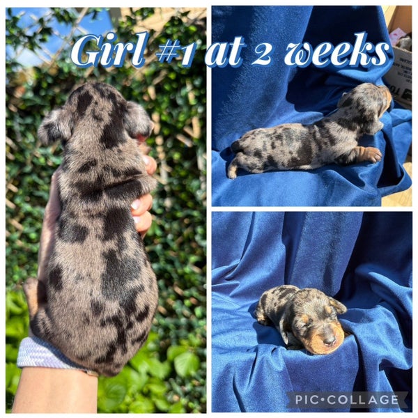 Miniature Dachshund Puppies Purebred Smooth Haired64341742462338114