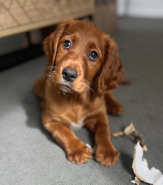 GOLDEN RETRIEVER X IRISH RED SETTER PUPPIES64288034272002114