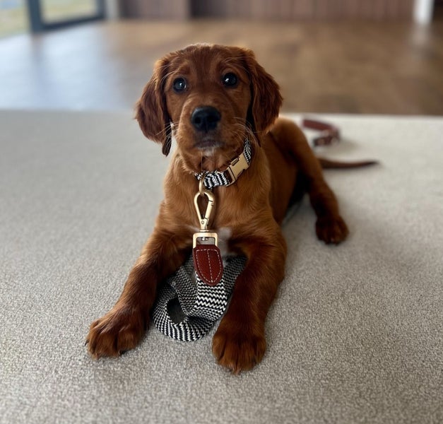 GOLDEN RETRIEVER X IRISH RED SETTER PUPPIES64288034272002110