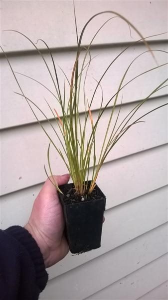 Carex Testacea x 50 Carousel 1