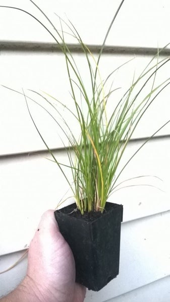 Carex Testacea x 50 Carousel 2
