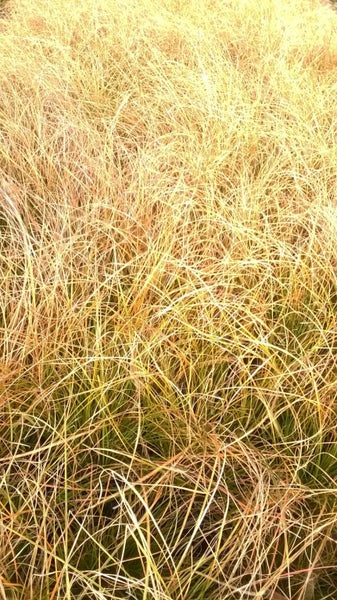 Carex Testacea x 50 Carousel 3