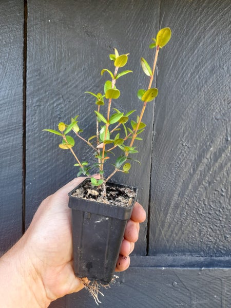 Chilean Guava (NZ Cranberry) Carousel 1