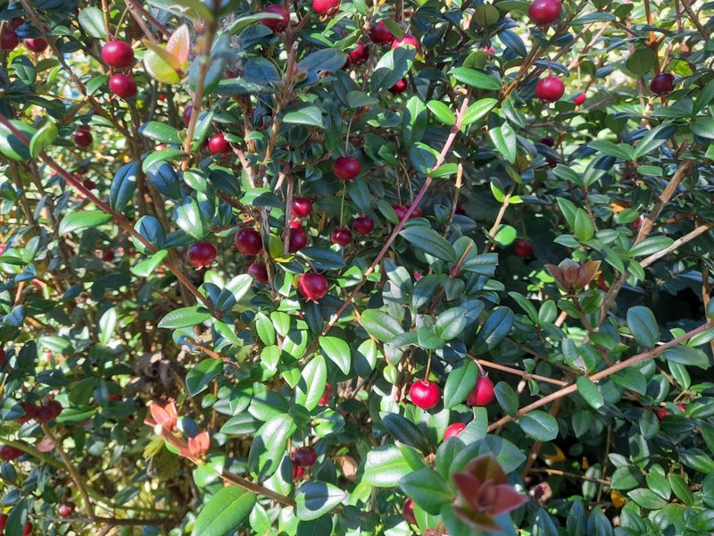 Chilean Guava (NZ Cranberry) Carousel 2