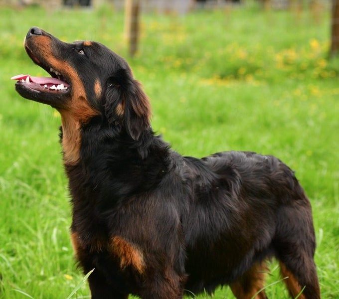 RALPH - 5-6 months old rescue, friendly and affectionate fluffy Rotweiller x Carousel 2