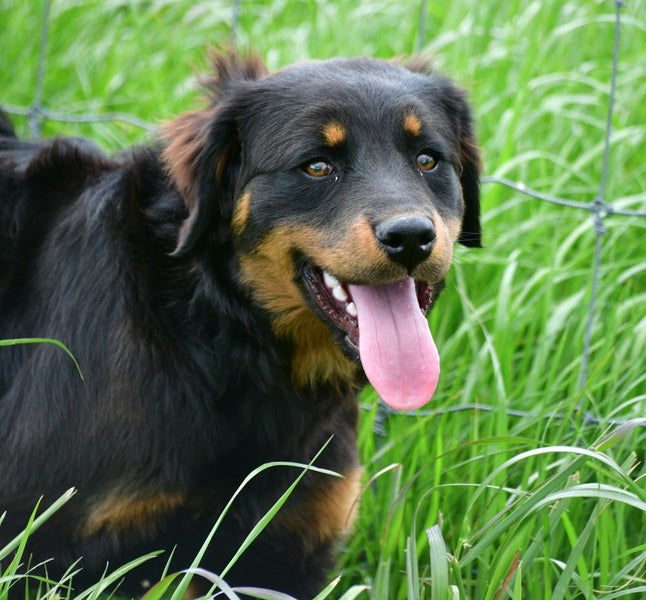 RALPH - 5-6 months old rescue, friendly and affectionate fluffy Rotweiller x Carousel 1