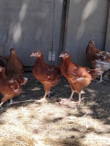 Hyline chickens Carousel 3