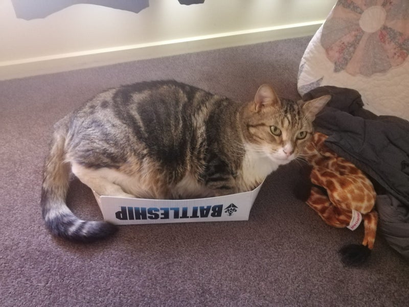 Have you seen this missing / lost cat Te Anau Carousel 5