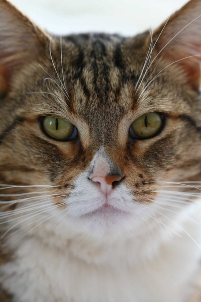 Have you seen this missing / lost cat Te Anau Carousel 2