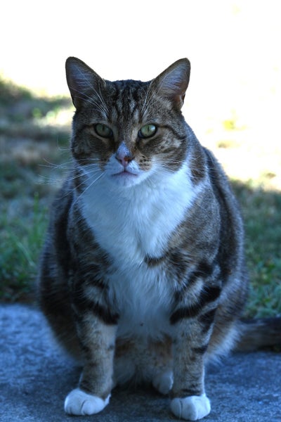 Have you seen this missing / lost cat Te Anau Carousel 1