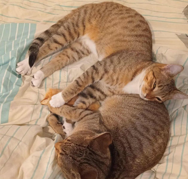 George and Maisy - CCCR Carousel 1