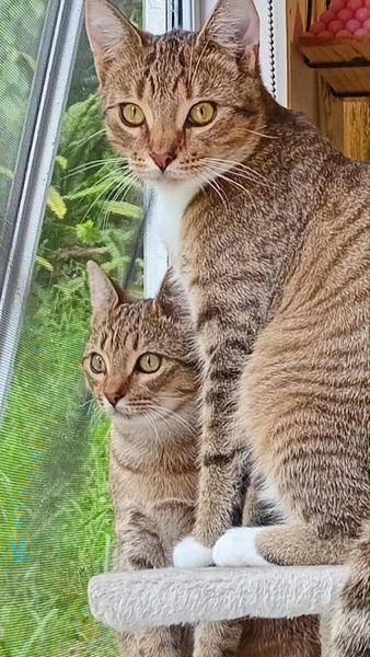 George and Maisy - CCCR Carousel 2