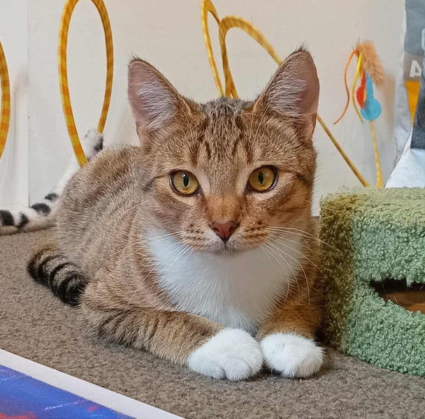 George and Maisy - CCCR Carousel 7