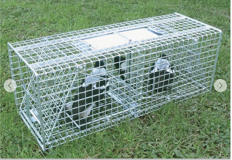 Magpie Trap Trip64267084781955110