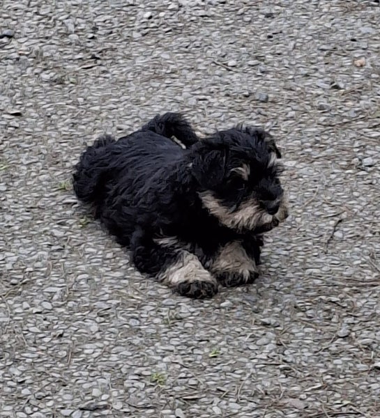 Miniature Schnauzer64272887951234110