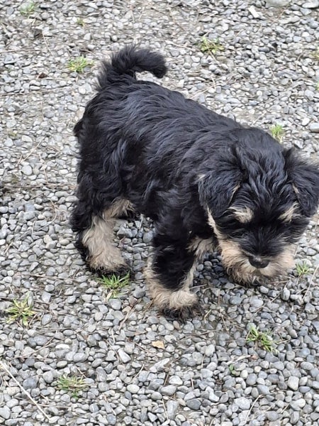 Miniature Schnauzer64272887951234111