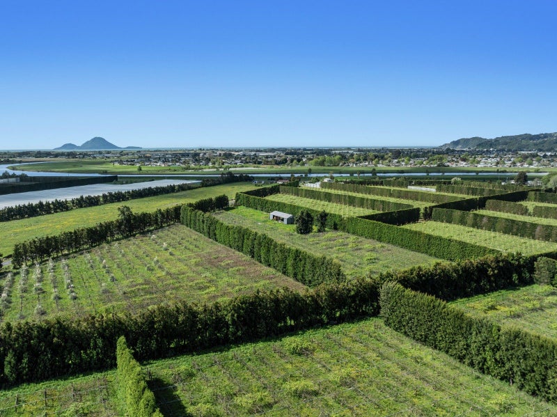 8ha of Bruno for New Grafting64273218276865113