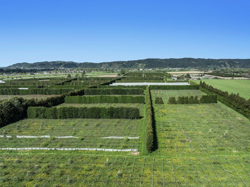 8ha of Bruno for New Grafting64273218276865114