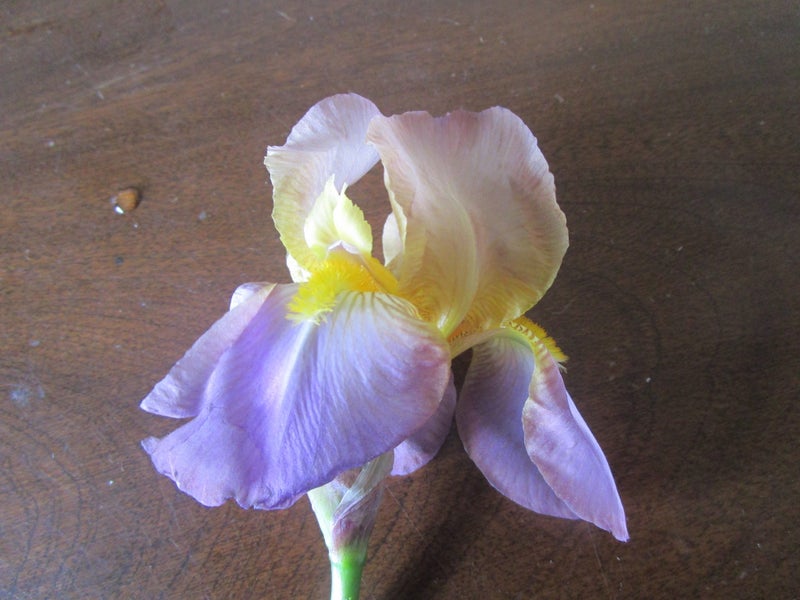 Tall beard Iris Quaker Lady (Last one) Carousel 1