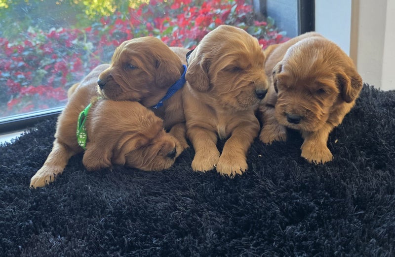 GOLDEN RETRIEVER X IRISH RED SETTER PUPPIES64288034272002111