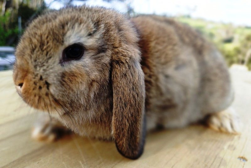 Baby Rabbits - Cute & Attractive Carousel 1