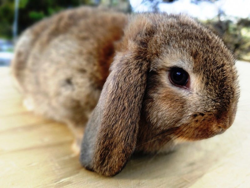 Baby Rabbits - Cute & Attractive Carousel 2