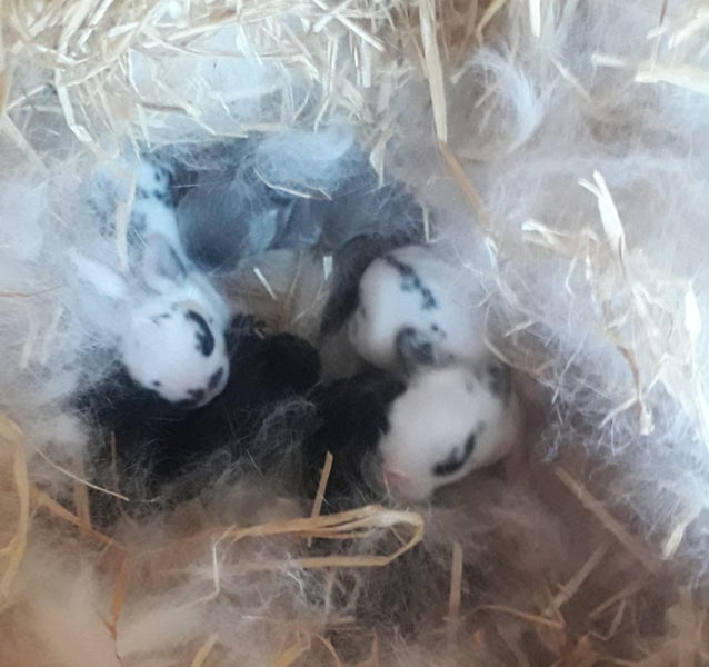 NETHERLAND DWARF BABY BUNNIES Carousel 2