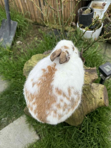 NETHERLAND DWARF BABY BUNNIES Carousel 9