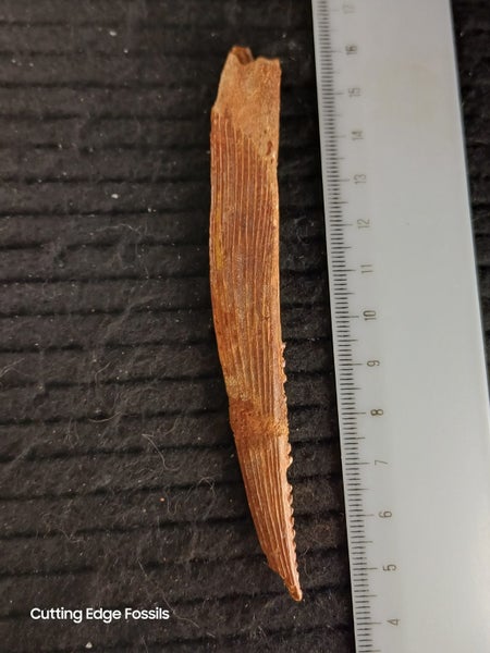 Fossil dorsal spine from a shark-like fish - 113mm long Carousel 1