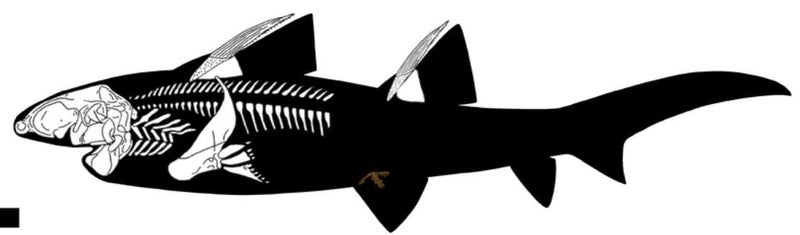 Fossil dorsal spine from a shark-like fish - 113mm long Carousel 7