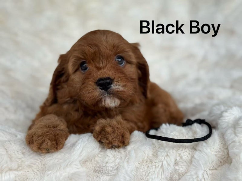 Dark Red First Generation Cavoodle64393658105217114