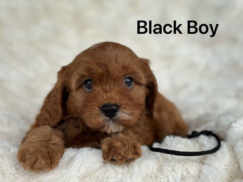 Dark Red First Generation Cavoodle64393658105217113