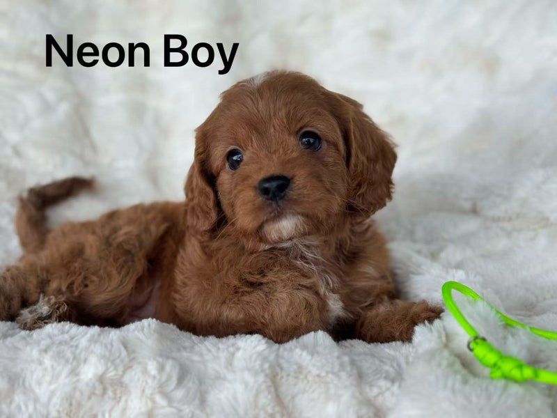 Dark Red First Generation Cavoodle64393658105217112