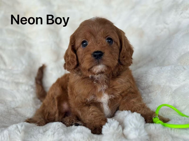 Dark Red First Generation Cavoodle64393658105217111
