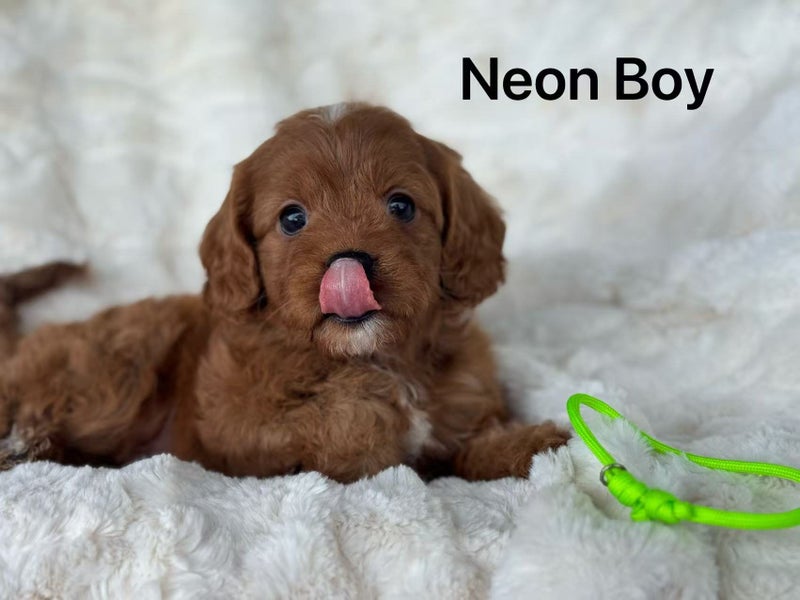 Dark Red First Generation Cavoodle64393658105217110