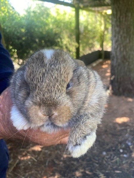 MINILOP wee boy Carousel 1