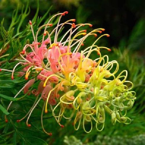 Grevillea Peaches and Cream multi coloured flowers from autumn through spring Carousel 1