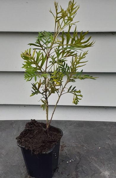 Grevillea Peaches and Cream multi coloured flowers from autumn through spring Carousel 2