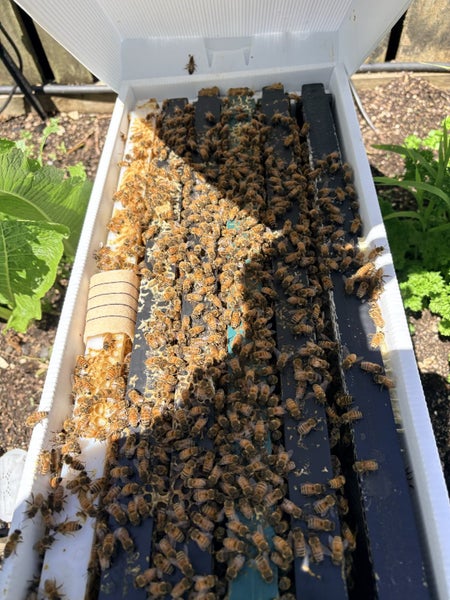 Bee Nuc / Starter Hive64293797286659110