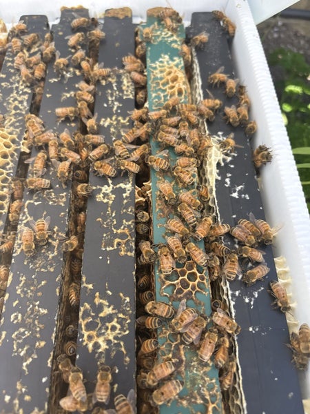 Bee Nuc / Starter Hive64293797286659111