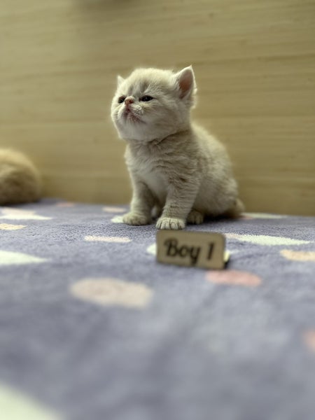 Munchkin Persian Kittens ( Napoleons / Minuets)64294454035586114