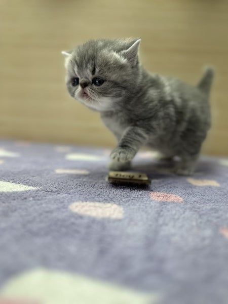 Munchkin Persian Kittens ( Napoleons / Minuets)64294454035586112