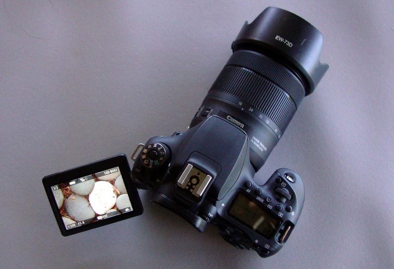 CANON EOS 90D + B-I-G ZOOM LENS - SHUTTER COUNT ONLY 8%64363777555971114