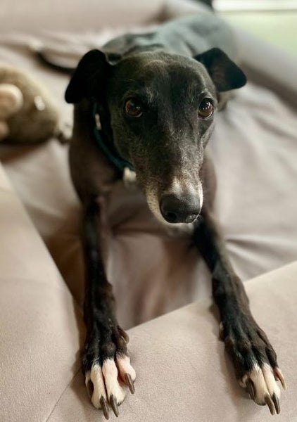 Olive: Tiny Tripaw, Big Heart Carousel 19