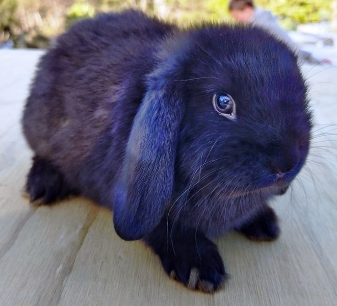 Baby Rabbits - Cute & Attractive Carousel 8